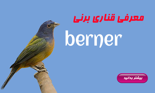 berner | قناری برنی | کلبه قناری شهریار