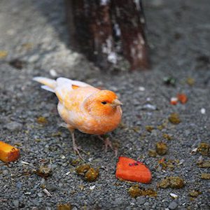 کمبود ویتامین غدایی در پرندگان