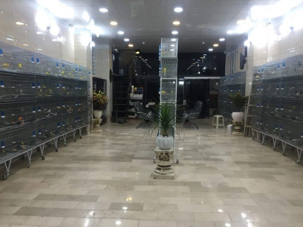 خرید قناری