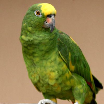 طوطی آمازون پیشانی آبی