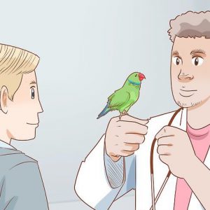 درمان اسهال پرندگان زینتی و طوطی سانان