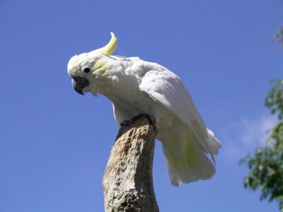 طوطی کاکلی