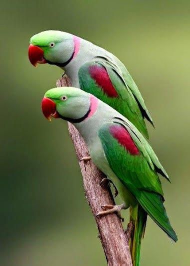 مشاوره بیماری طوطی