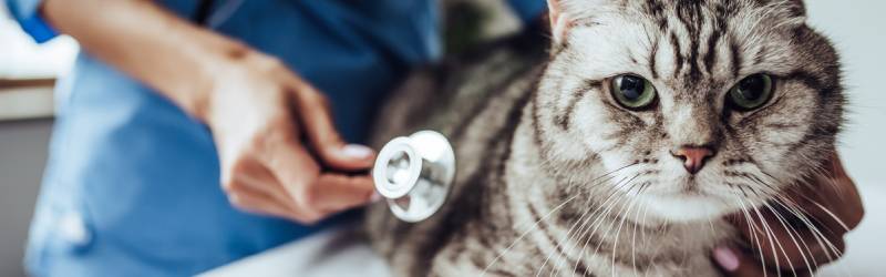 درمان اسهال گربه