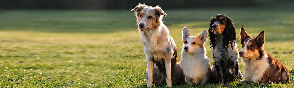 انواع بیماری قابل انتقال سگ