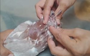 درمان پارگی کیسه های هوایی کبوتر