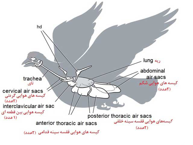 اجزای سیستم تنفسی کبوتر