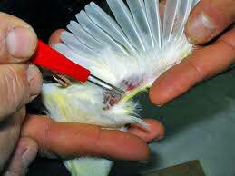 واکسیناسیون بیماری آبله در کبوتران