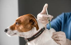 واکسیناسیون بیماری هاری در سگ