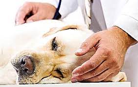 علایم بیماری لپتوسپیروز در سگ ها 