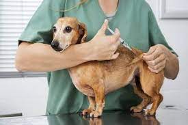واکسیناسیون بیماری لپتوسپیروز در سگ ها