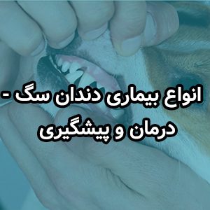 بیماری دندان سگ