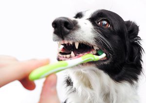 پیشگیری درد دندان در سگ ها 