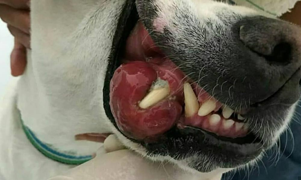 التهاب لثه در سگ ها 
