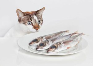 مضرات تن ماهی برای گربه 