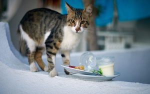 غذاهای مفید و مضر برای گربه 