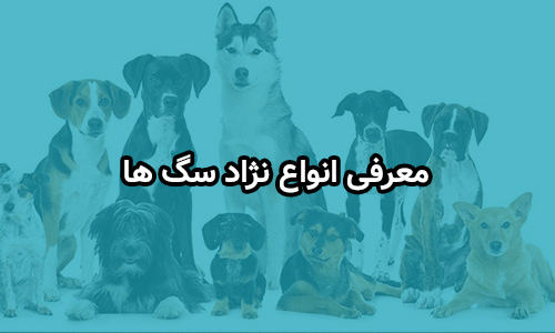 انواع نژادهای سگ: راهنمای کامل ۲۰۲۵ + بهترین نژادها برای آپارتمان - الی پت