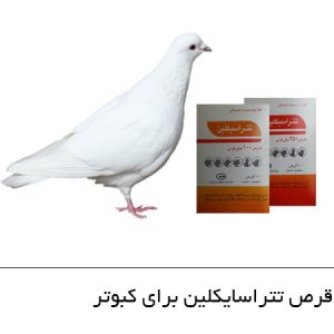 درمان سرماخوردگی کبوتر 