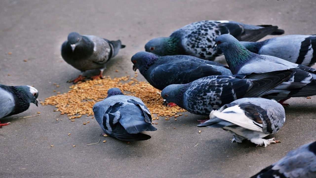 راه های انتقال عفونت گلودر کبوتر