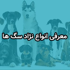 معرفی انواع نژاد سگ ها