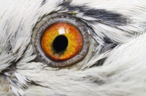 چشم درد کبوتر
