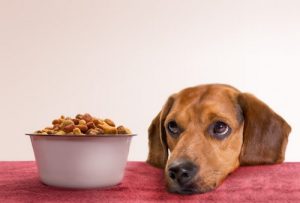 غذای مضر برای سگ