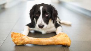 مسمومیت غذایی علت مرگ سگ 