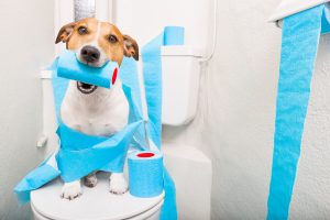 آموزش دستشویی سگ 