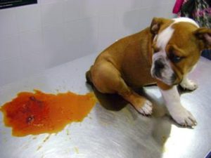 انگل علت اسهال خونی در سگ
