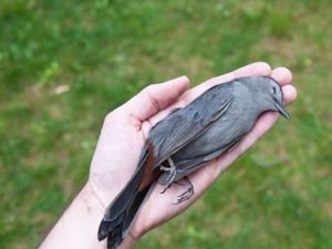 علت بیماری پاچکو در پرندگان