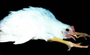 درمان بیماری مارک در پرندگان
